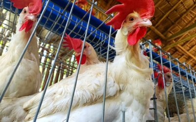 Asosasyon han Brgy. Benowangan mas pinakusog pinaagi hin ready to lay chicken production ngan hin kadugangan nga suporta han Veterinary Office