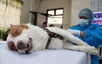 Libre nga panmisit han kaayaman ngan kaudingan, gindudumara ha PVO