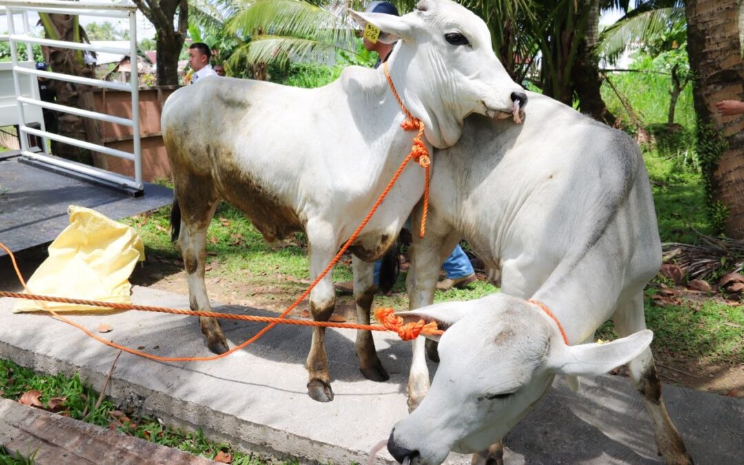 Brahman breed hin baka gin-turover ha DA Region 8, agud pakusgon an livestock industry ha Sinirangan Samar