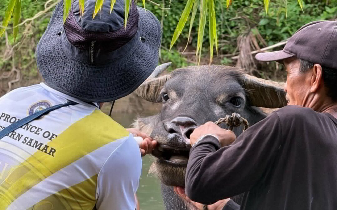 Pagpauswag ha carabao production ha Sinirangan Samar pinaagi han libre nga purga, bitamina ngan artificial insemination